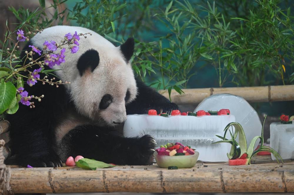 Objav fosílií rieši záhadu, ako sa pandy stali vegetariánmi