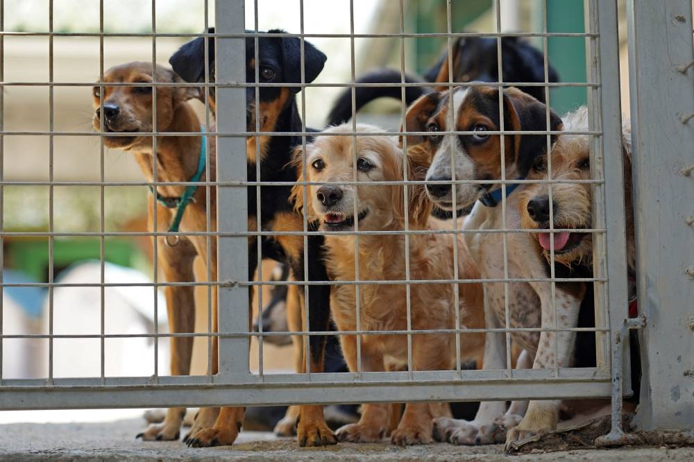 Se pueden vender perros en tiendas