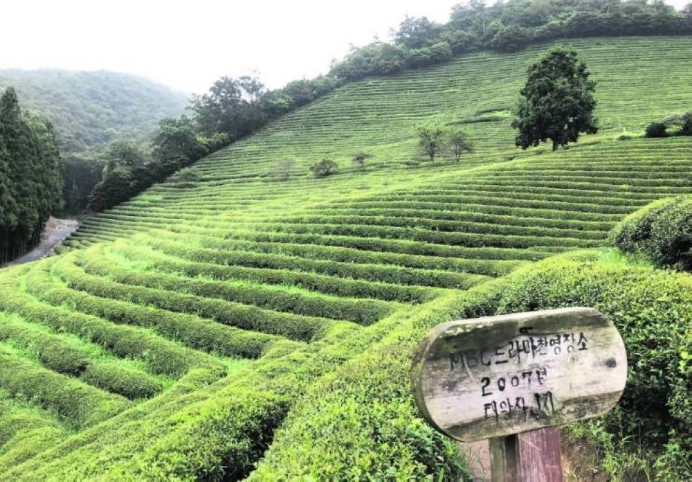 One of the most scenic places in South Korea is the Boseong green tea plantation. It's a popular tourist attraction all year round thanks to the vast tea trees that line the hillside like a carpet of deep green.