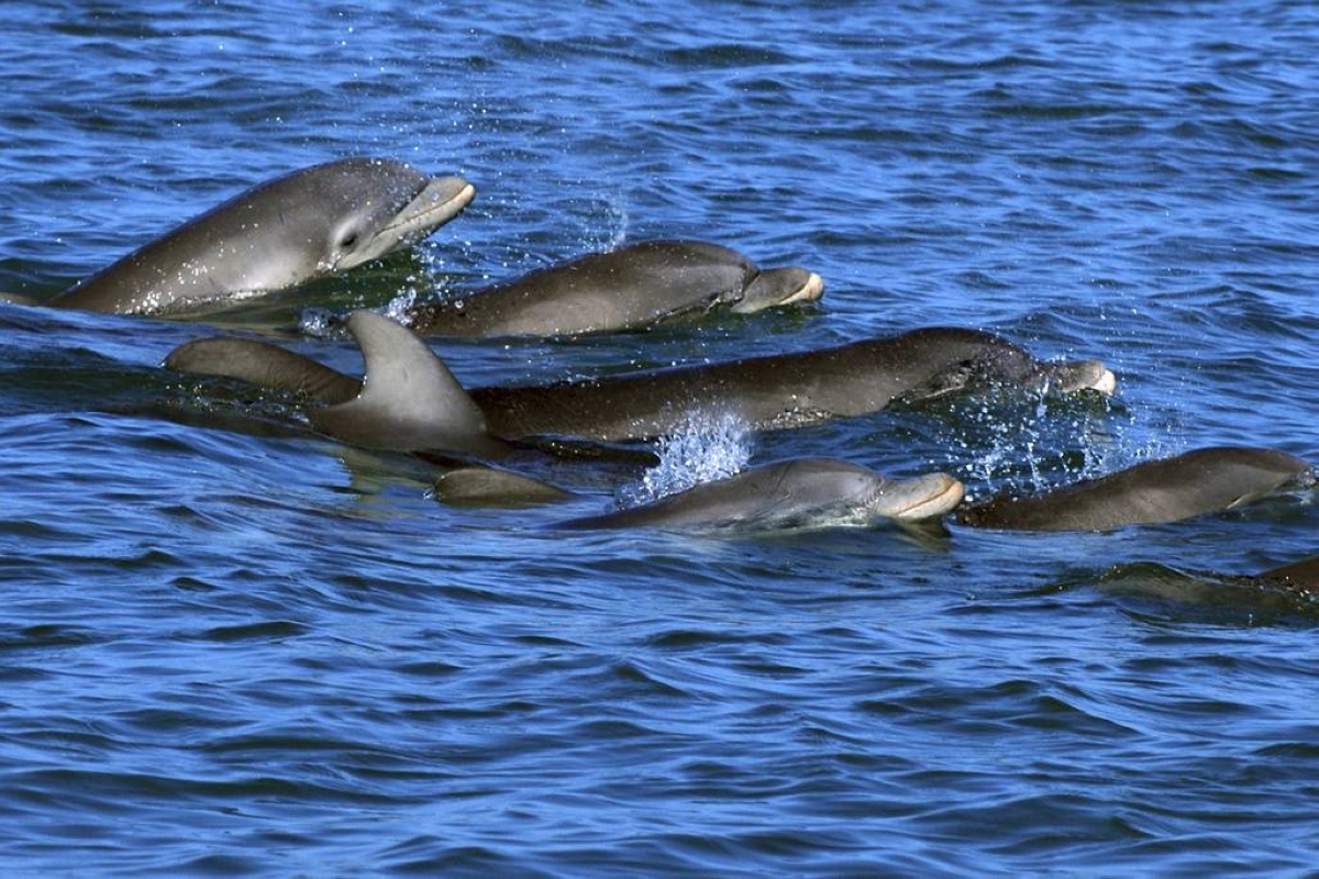 Dolphin moms use baby talk to call to their young – study - Vimarsana News