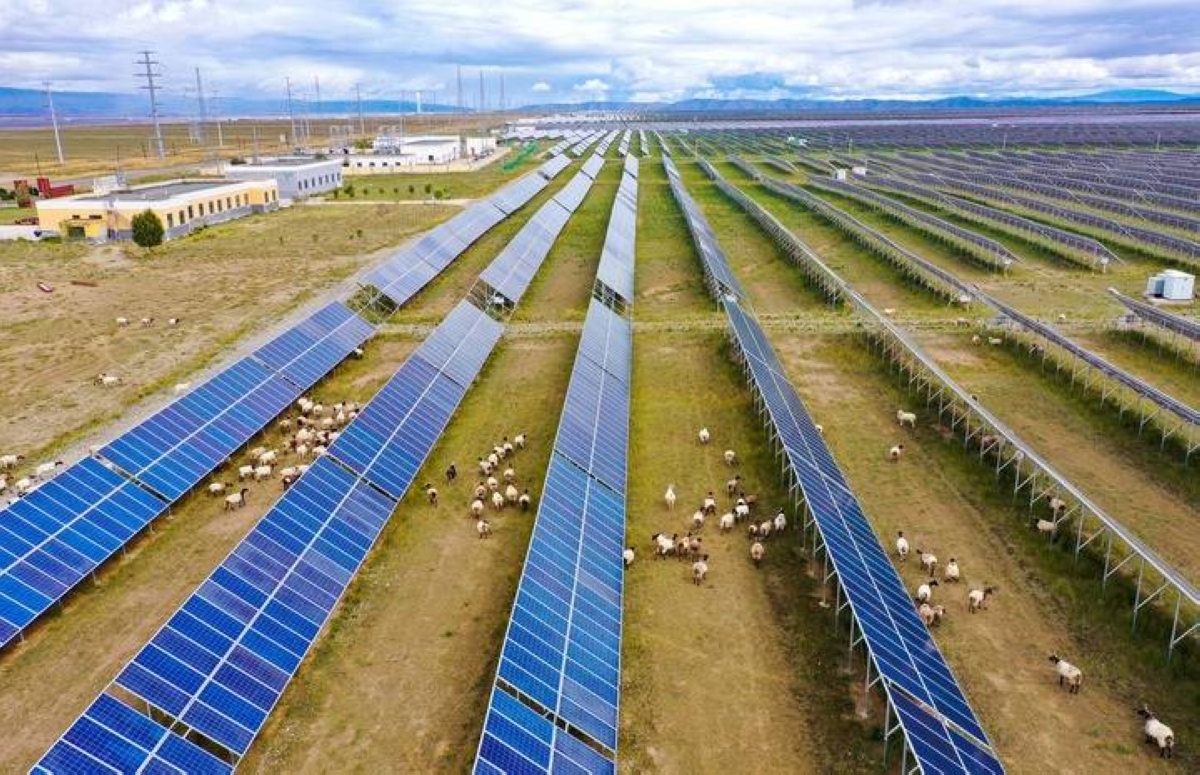 Chinese profit from herding, solar panels | The Manila Times - Vimarsana News