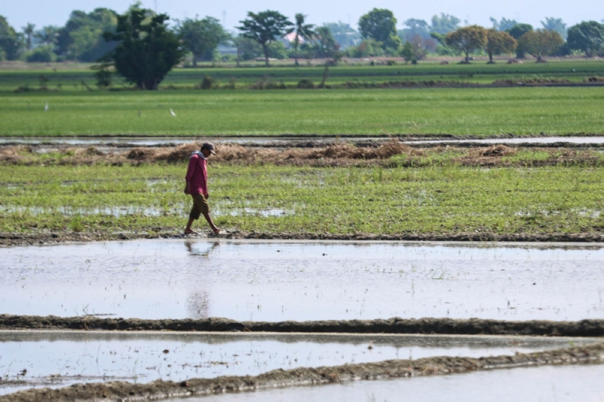 Ateneo dean claims govt has failed to shore up agri supply - Vimarsana News