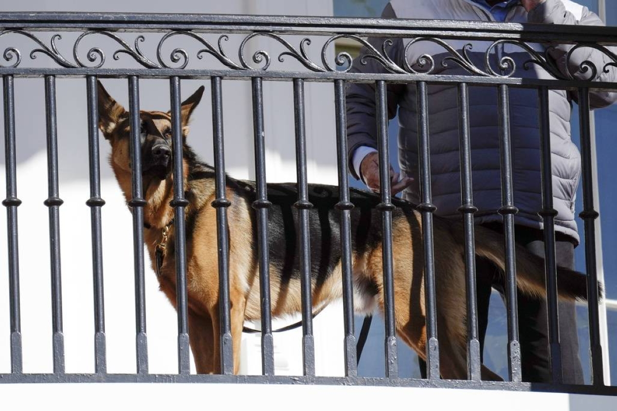 Biden's dog accused of biting Secret Service officers - Vimarsana News
