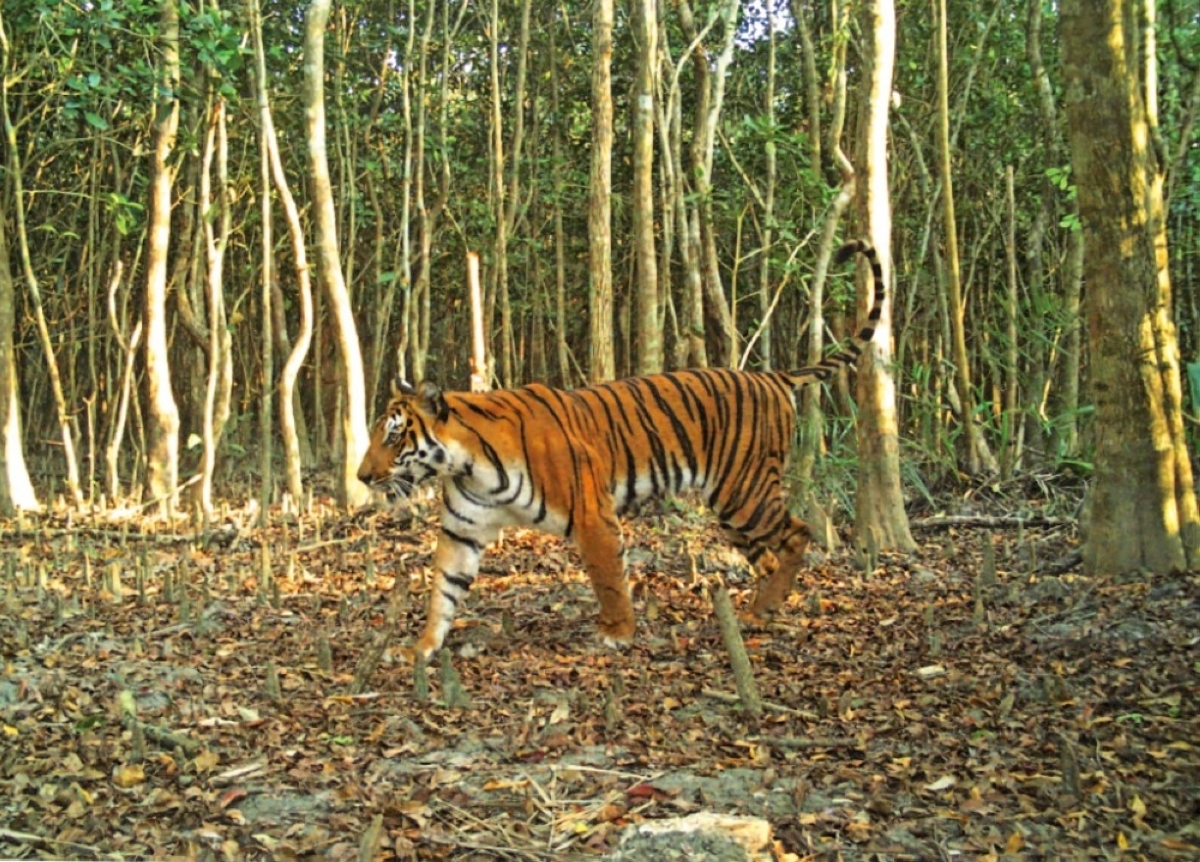 Bangladesh major hub for tiger poaching – study - Vimarsana News
