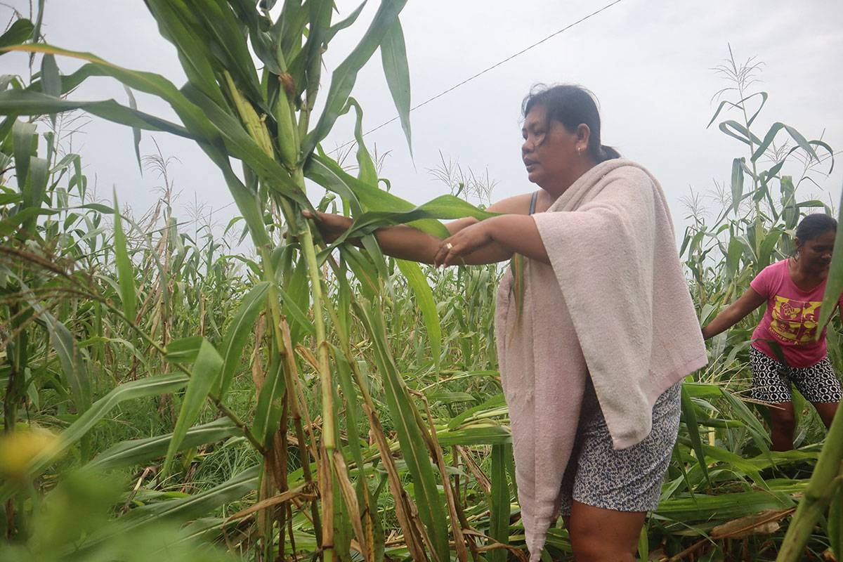 DA assures 'interventions' to ease P1.94B crop damage from 'Egay' - Vimarsana News