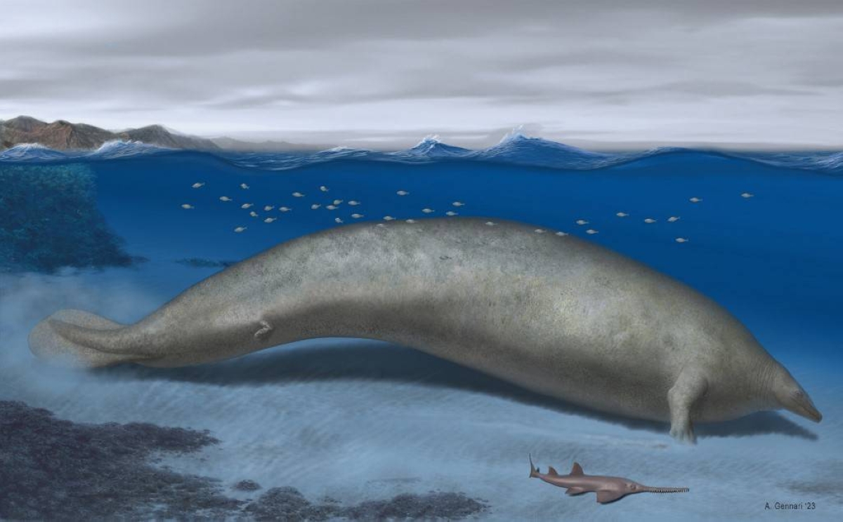 COLOSSAL An artist’s illustration — released on Tuesday, Aug. 1, 2023 — of the Perucetus colossus, an ancient whale discovered in Peru that scientists think could be the heaviest animal to have ever lived. NATURE PUBLISHING GROUP HANDOUT IMAGE VIA AFP