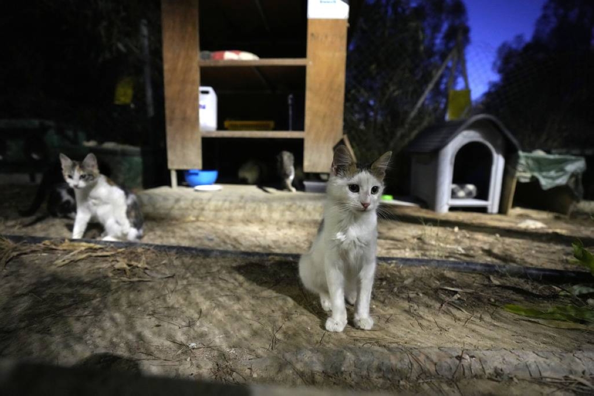 Cyprus allows use of Covid-19 drug vs deadly feline virus - Vimarsana News