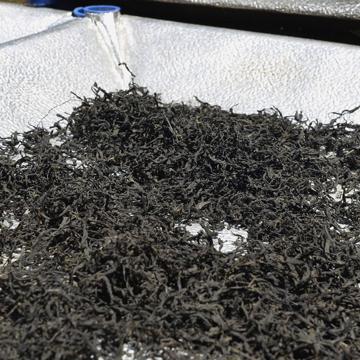 'Drying' tech improves tea quality | The Manila Times - Vimarsana News