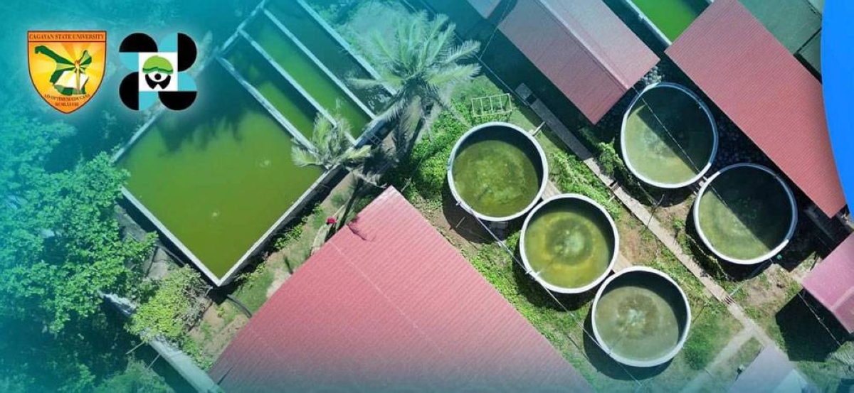 CSU launches P9.5-M mangrove crab hatchery-nursery system - Vimarsana News