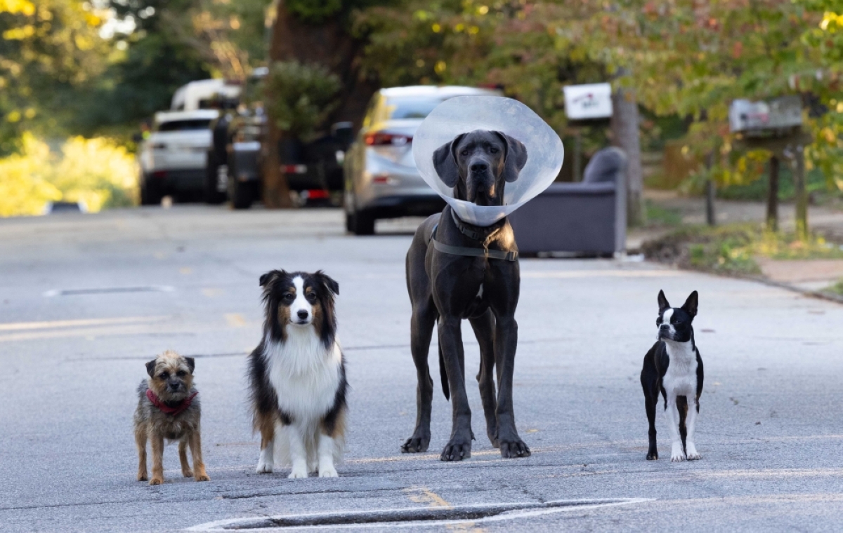 R-16 'Strays' reinvent formulaic dog movies - Vimarsana News