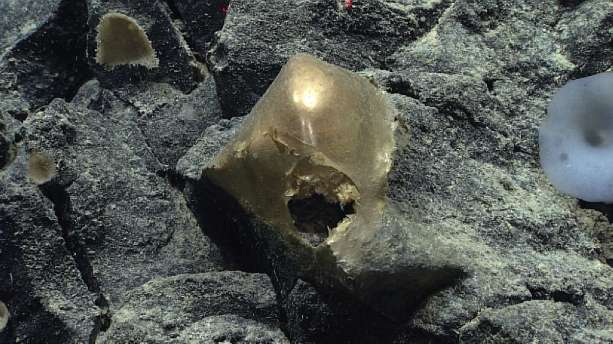 Mystery 'golden egg' found on ocean floor | The Manila Times - Vimarsana News