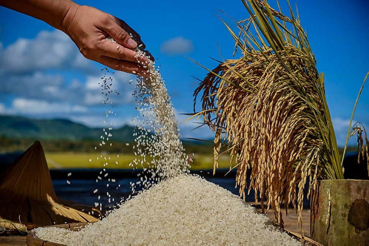 Farmgate prices seen falling as harvest starts - Vimarsana News