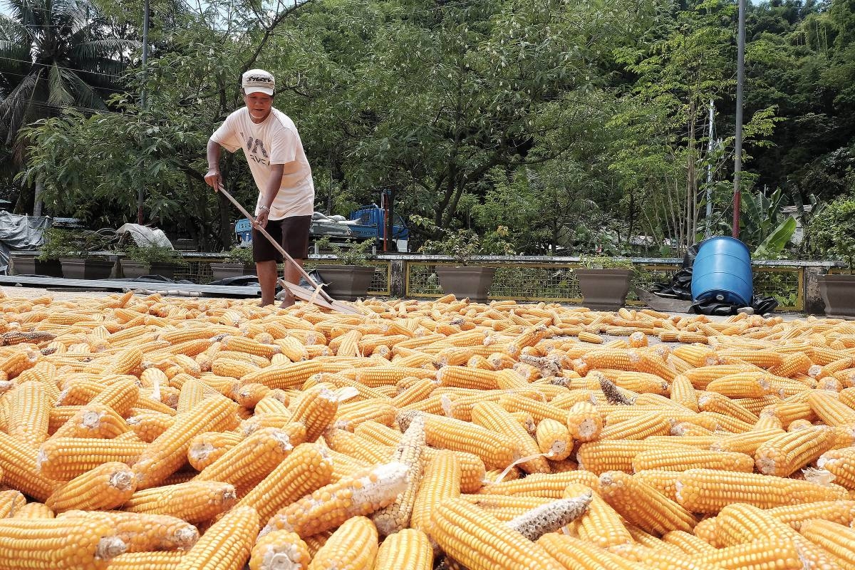 Corn output seen hitting 7.67 MMT | The Manila Times - Vimarsana News
