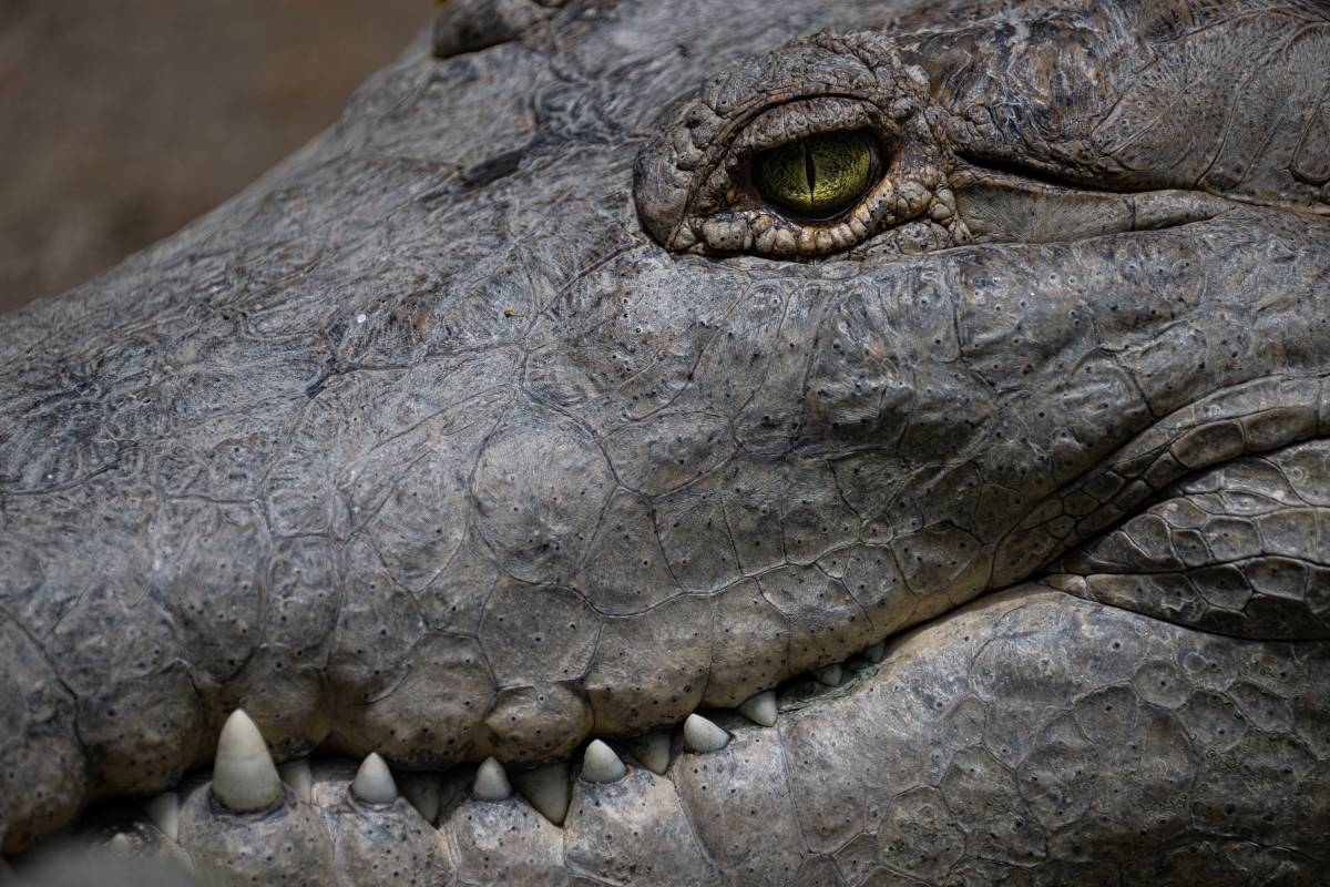 Over 70 escaped crocodiles recaptured in China - Vimarsana News