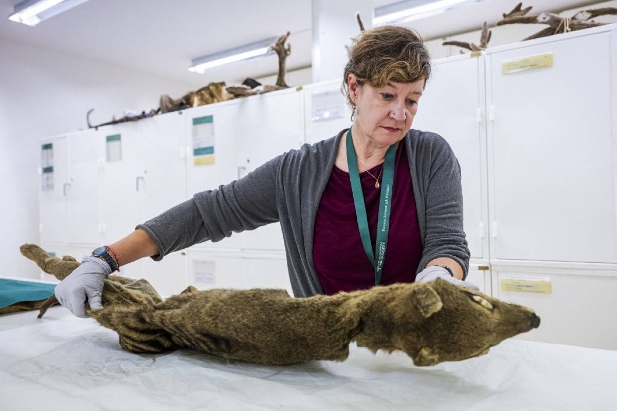 In a first, RNA is recovered from extinct Tasmanian tiger