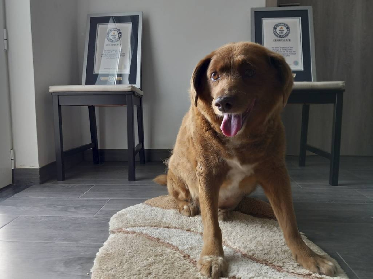 Bobi, world's oldest dog ever, dies at 31 | The Manila Times - Vimarsana News