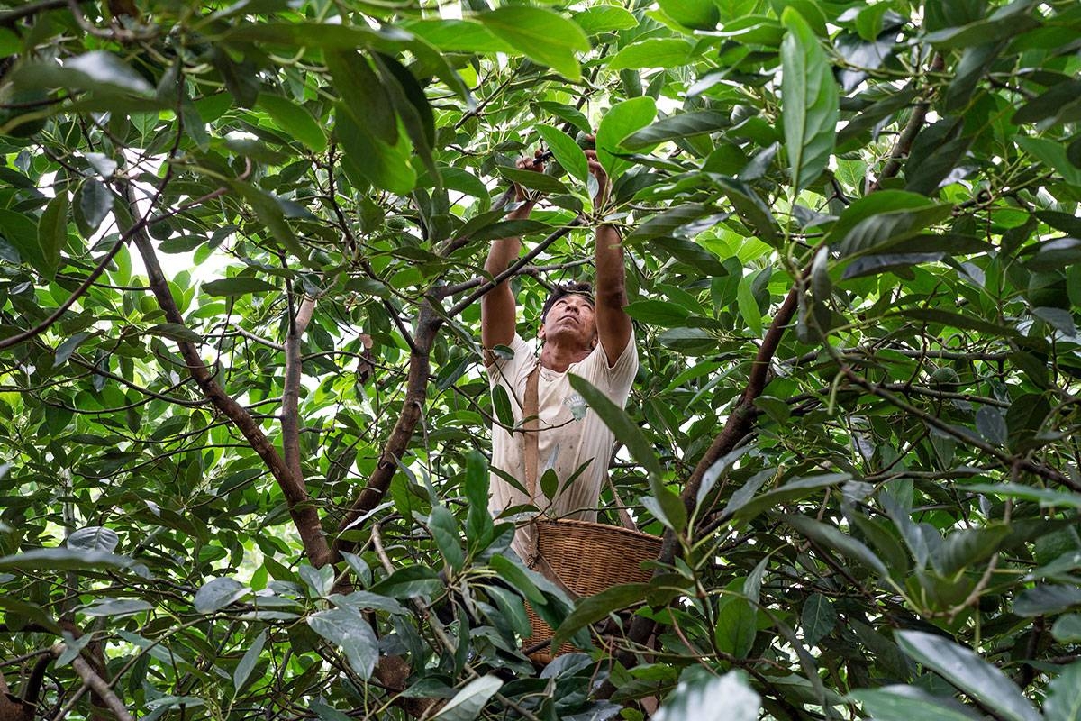 THRIVING A farmer picks avocados at a farm in Nanya Village of Menglian County in Pu’er, southwest China’s Yunnan province, on Sept. 20, 2023. Along with coffee and macadamia nuts, avocados are thriving in this province and this, in turn, is making farmers prosperous. XINHUA PHOTO