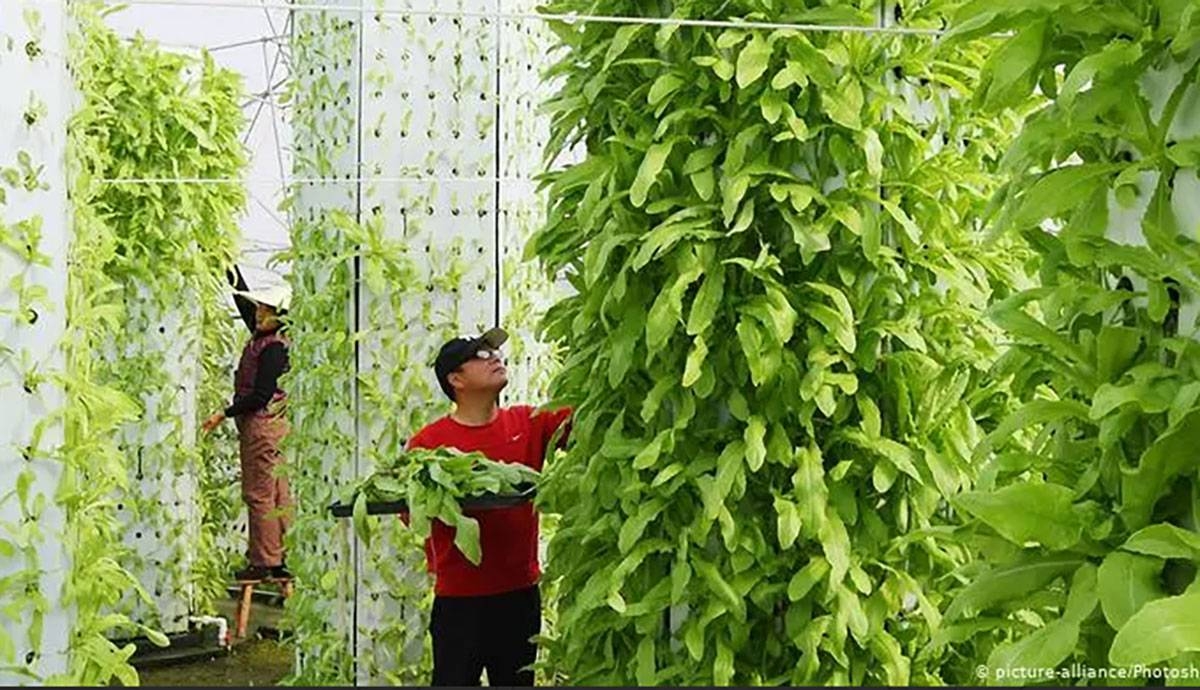 Experts encourage urban farming | The Manila Times - Vimarsana News
