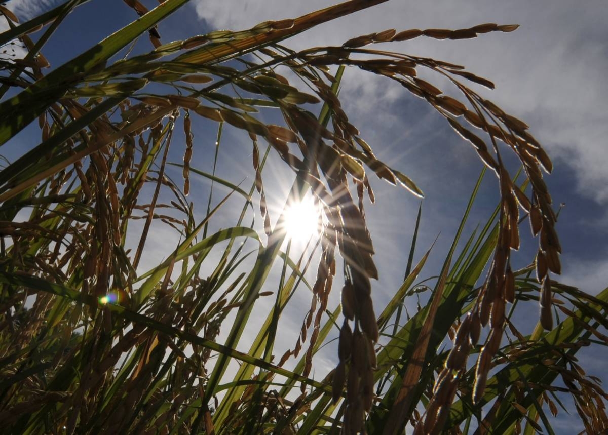 Hot and humid in parts of PH with isolated rains – Pagasa - Vimarsana News
