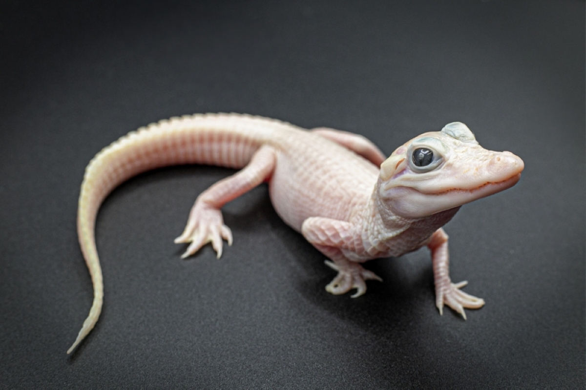 Rare white alligator born at Florida park | The Manila Times - Vimarsana News