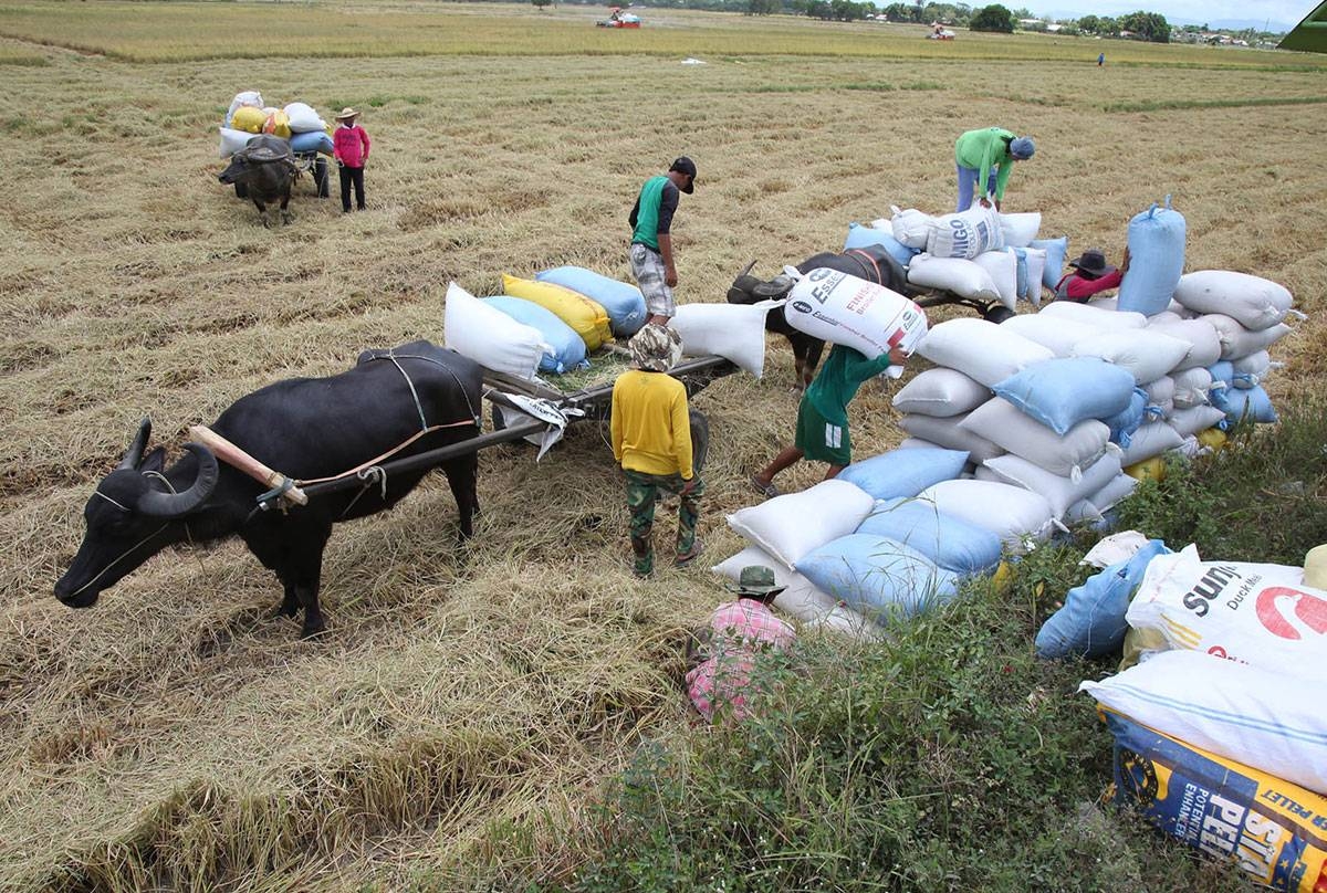 Rice stock estimate questioned | The Manila Times - Vimarsana News