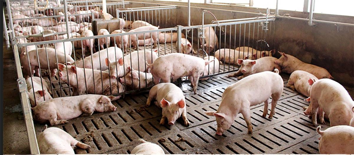 ASF in Negros Occidental under control | The Manila Times - Vimarsana News