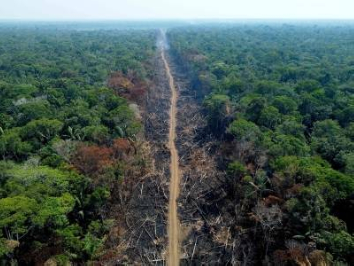 Drawing inspiration from Brazil's forest conservation drive - Vimarsana News