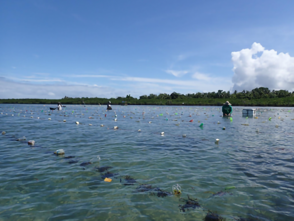 Seaweed seen as resilient food after nuclear war - Vimarsana News