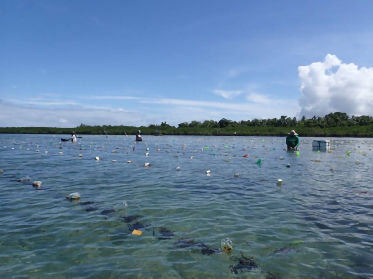 Seaweed: food solution post-nuclear war | The Manila Times - Vimarsana News