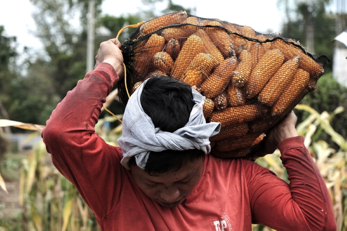 Corn stock up 51% in December | The Manila Times