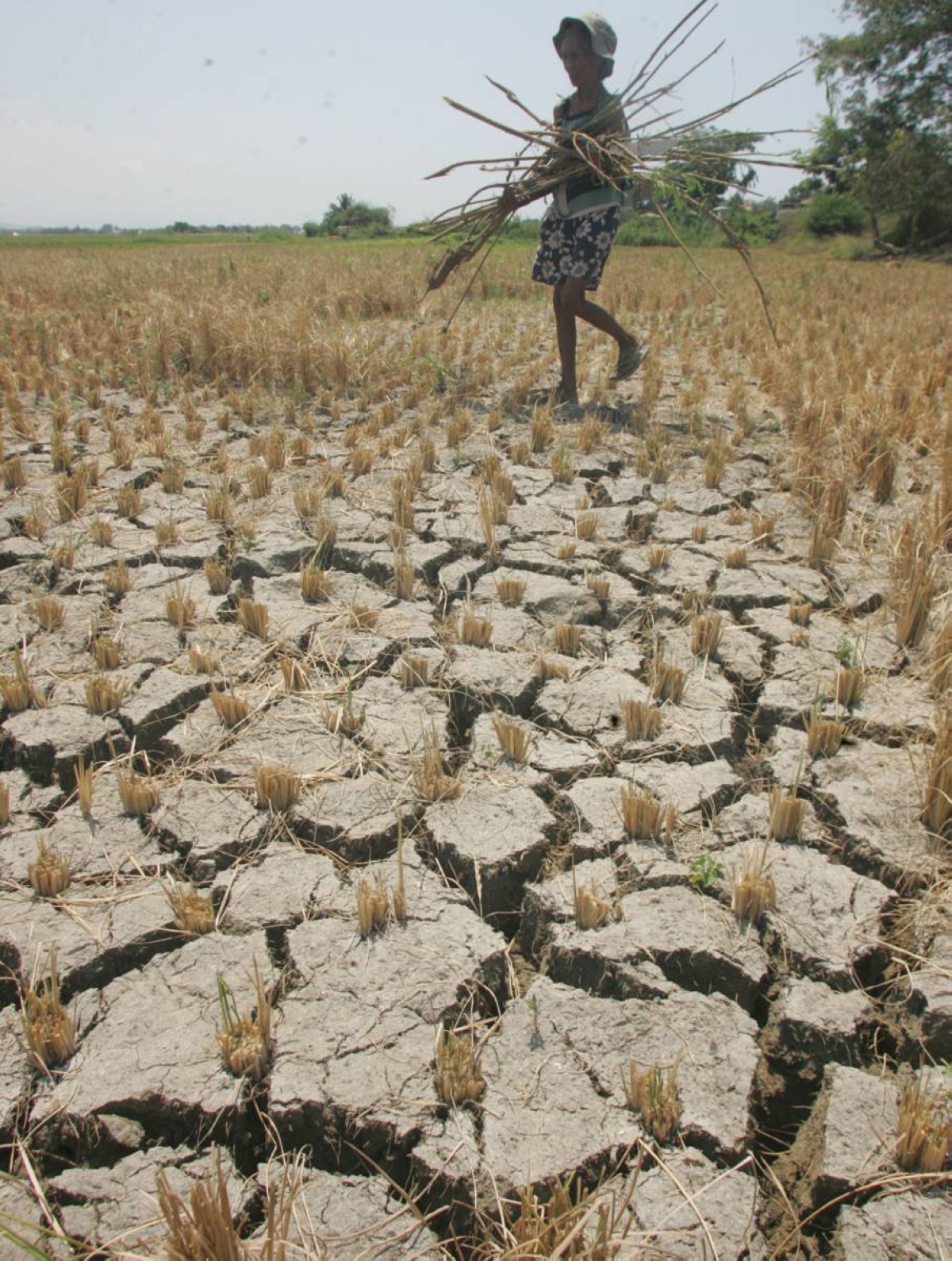El Niño hits 4 Negros LGUs | The Manila Times - Vimarsana News