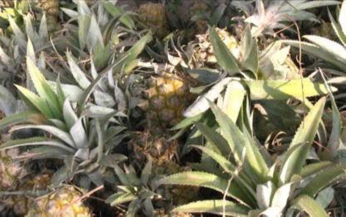 Pineapple leaves fibers promoted in Bukidnon - Vimarsana News