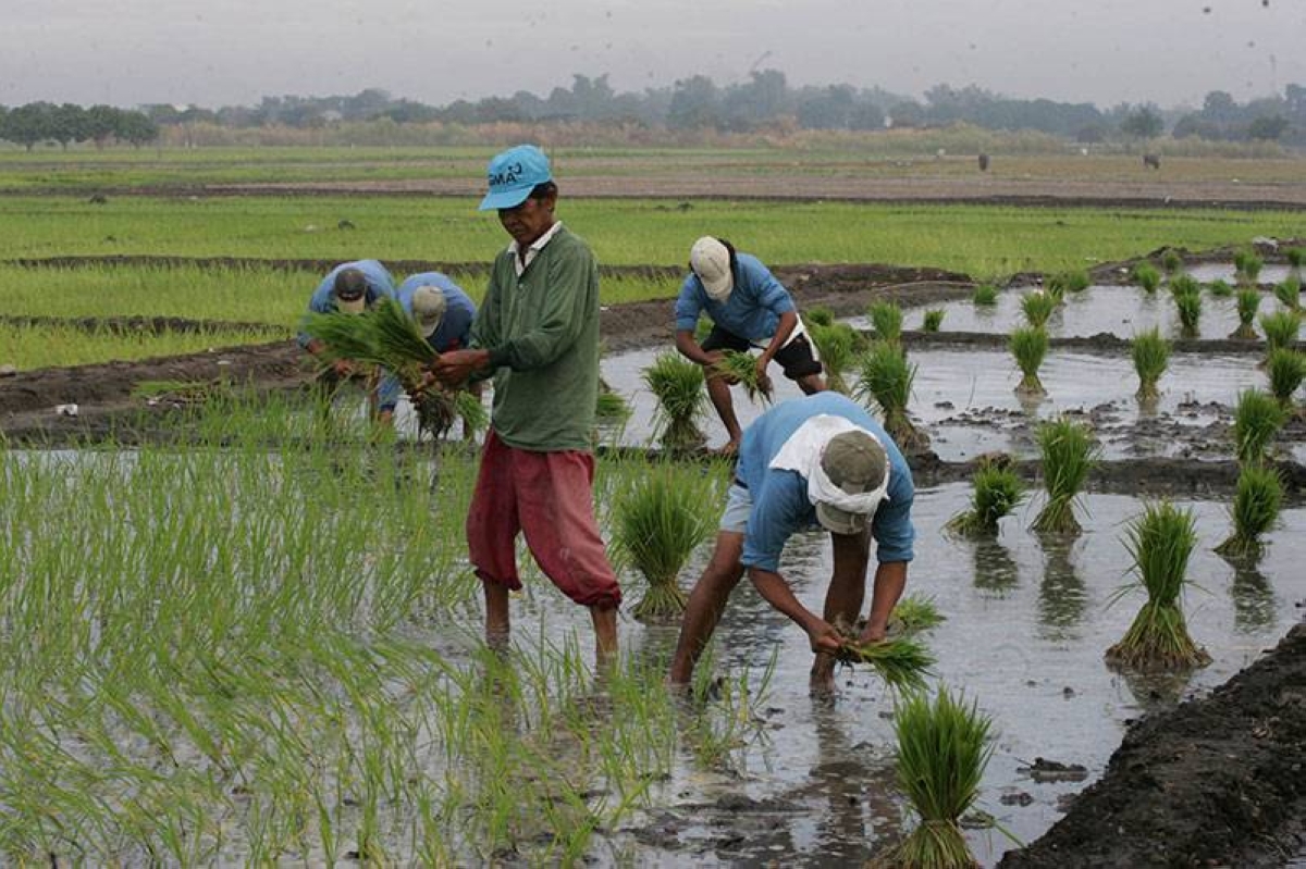 Tarlac farmers to benefit from DAR, PH Army partnership - Vimarsana News