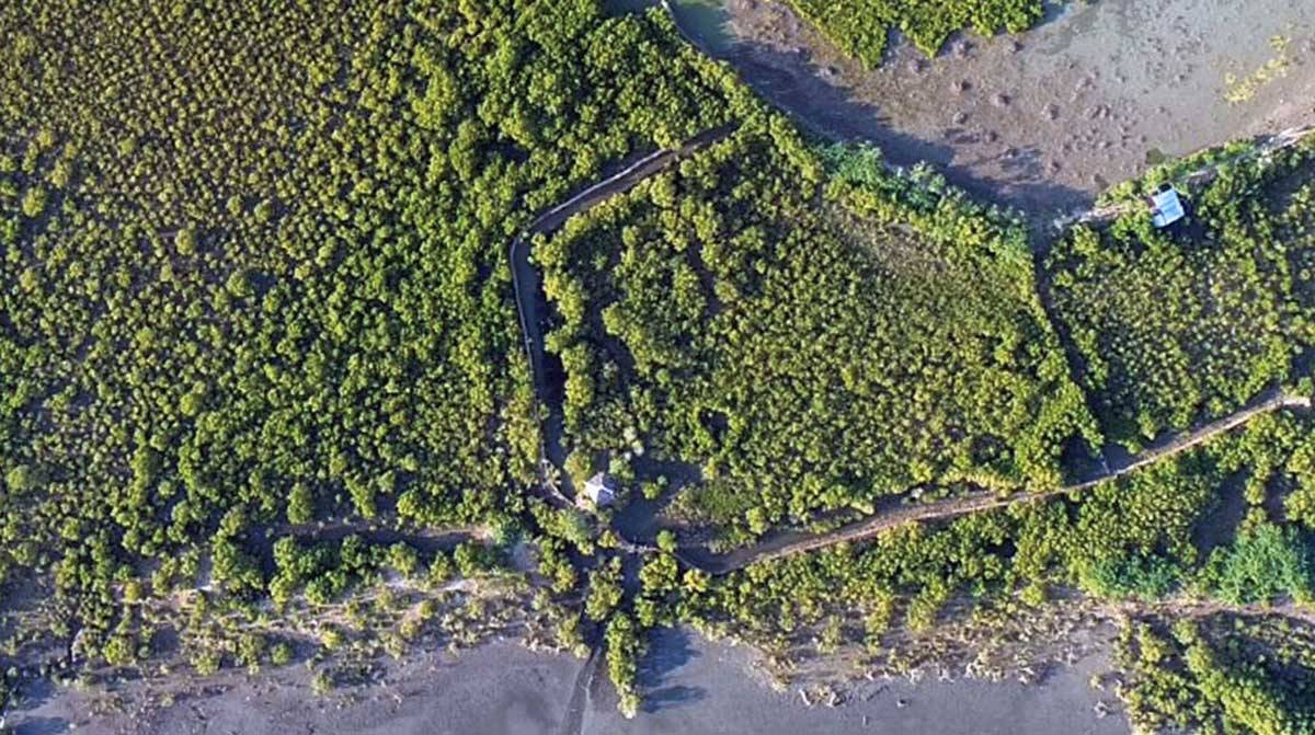 Oceana: Turn AUU fishponds to mangroves