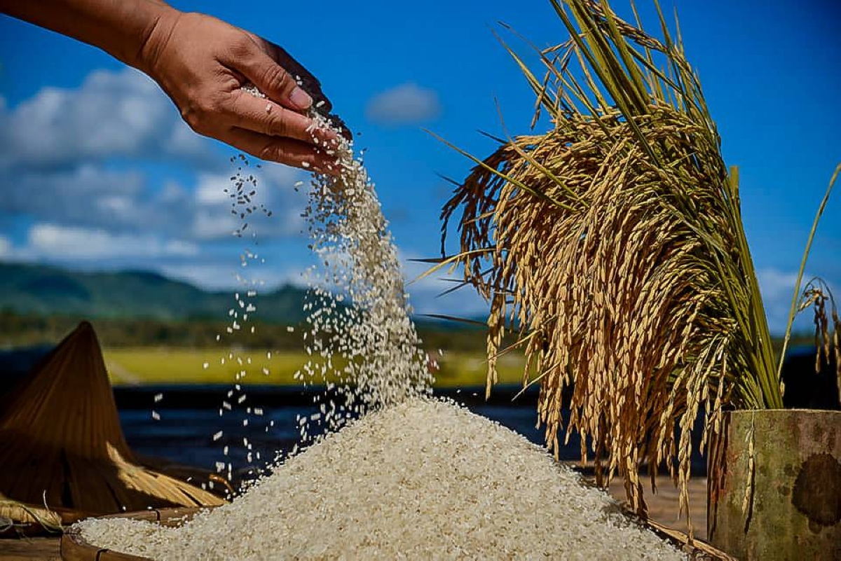Palay output expected to edge up 1.1% in Q1