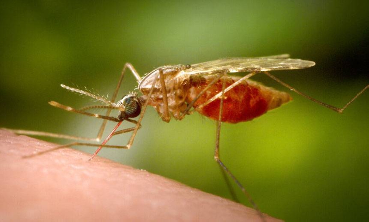 A feeding female Anopheles funestus mosquito is seen in this 2014 photo. The species is a known vector for malaria. UNITED STATES CENTERS FOR DISEASE CONTROL AND PREVENTION PHOTO VIA AP