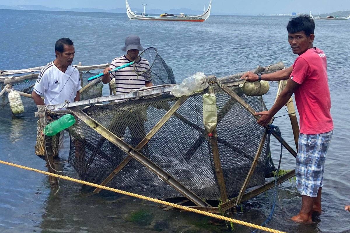 Fishers under the Samahan ng Magmamaliputo ng Lemery now used cage culture developed by the National Fisheries Research and Development Institute. DA PHOTO