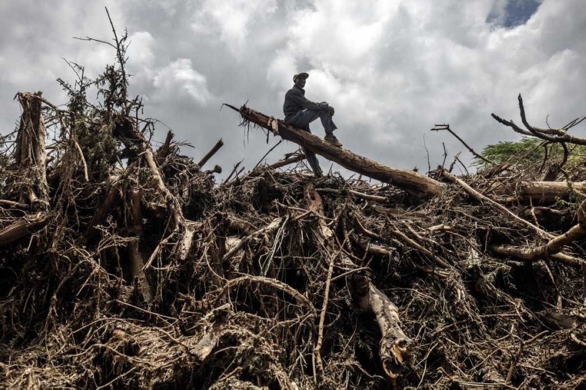 MAN ON TOP A man stands on top of a tree trunk in an area full of flood- and landslide-damaged trees, mud and debris in the town of Mai Mahiu, central Kenya on Tuesday, April 30, 2024. AFP PHOTO