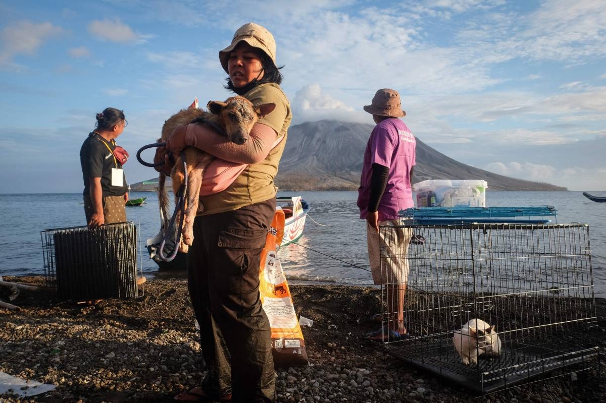MAN’S BEST FRIEND A volunteer carries a wounded dog as they bring back animals from the abandoned area at the foot of Mount Ruang volcano on Tagulandang Island in Sitaro, North Sulawesi, on Saturday, May 4, 2024. AFP PHOTO