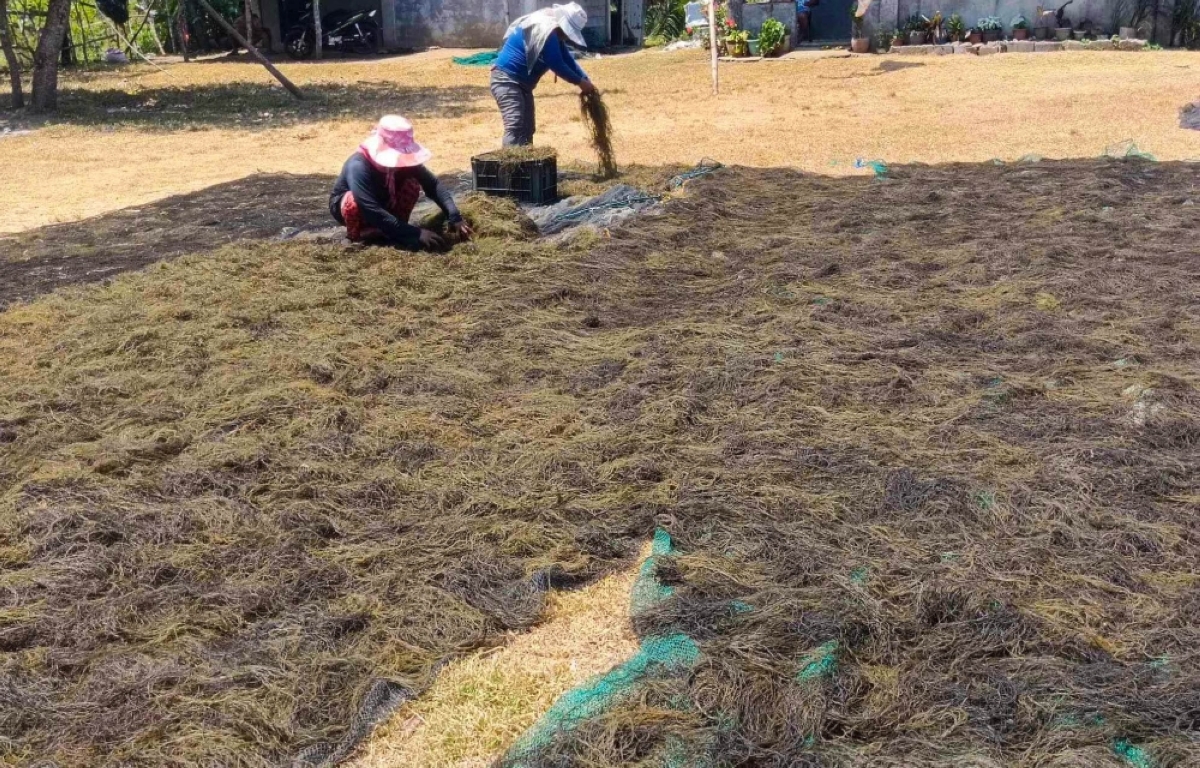 BFAR, Buguey boost seaweed industry | The Manila Times - Vimarsana News