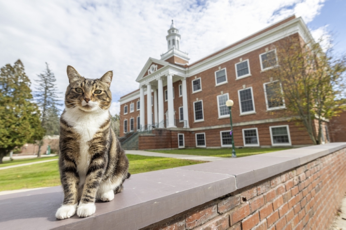 FRIENDLY FELINE Max the Cat stands in front of Woodruff Hall at Vermont State University’s (VSU) campus in Castleton town on Oct. 12, 2023. VSU PHOTO VIA AFP