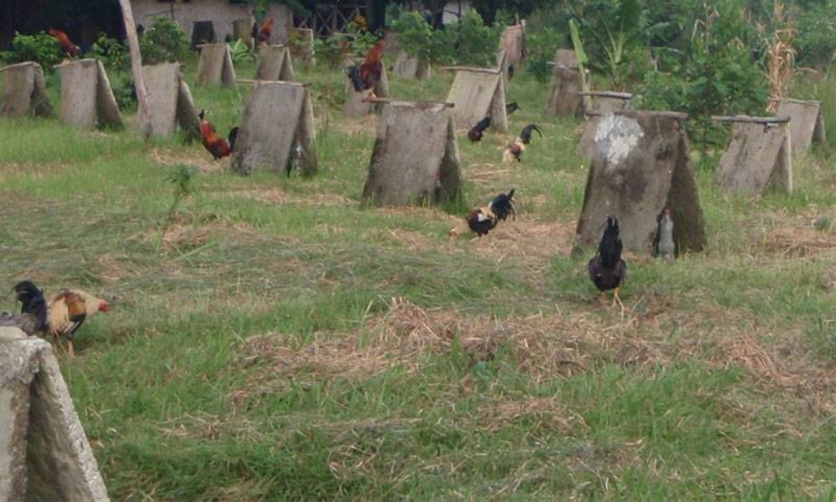 Cockfighting book to be launched in Rizal | The Manila Times