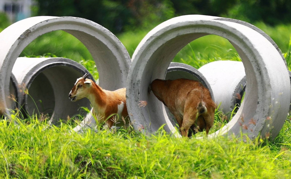 GOAT DISEASE | The Manila Times