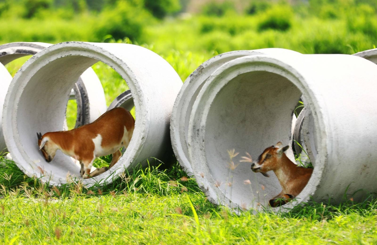 GOAT DISEASE | The Manila Times