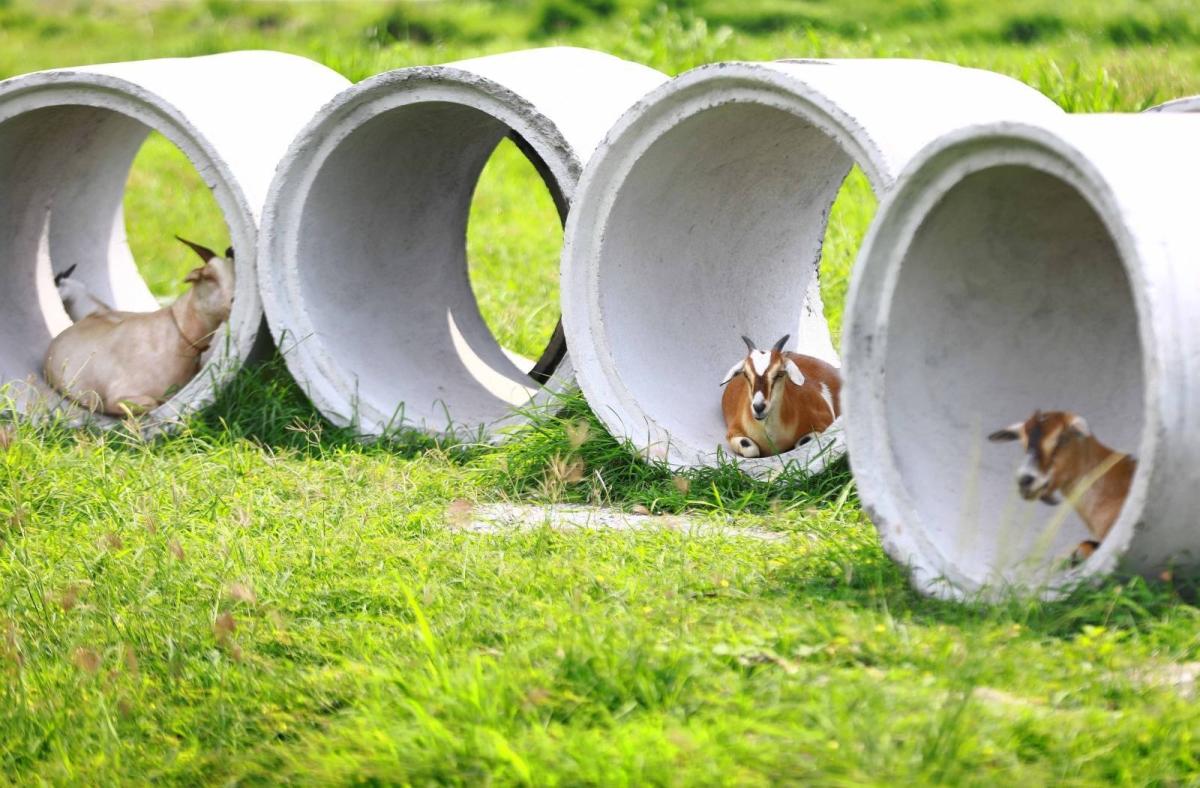 GOAT DISEASE | The Manila Times