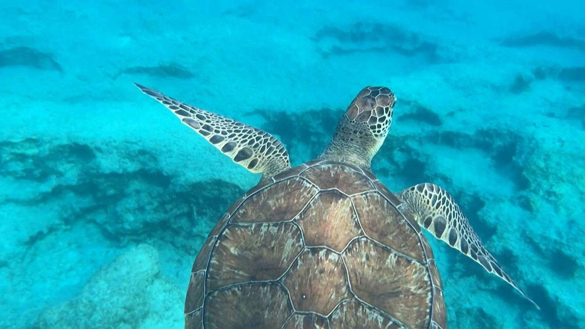 DENR calls for marine turtle protection | The Manila Times