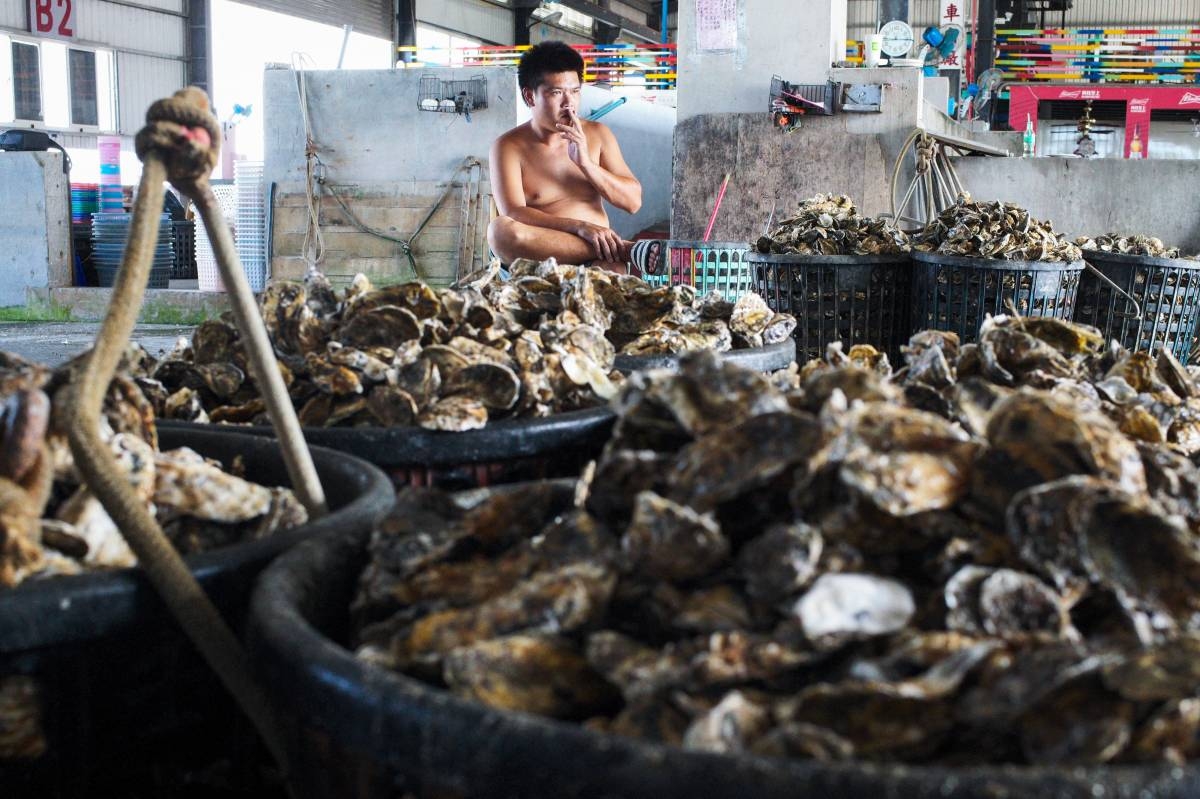 Waste into gold: Oyster shells repurposed as magic 'Seawool' | The ...
