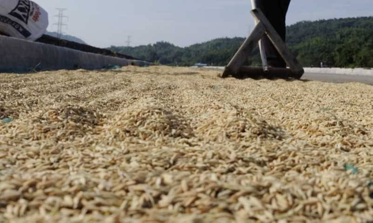 Repeal Rice Tariffication Law, lawmakers urged | The Manila Times