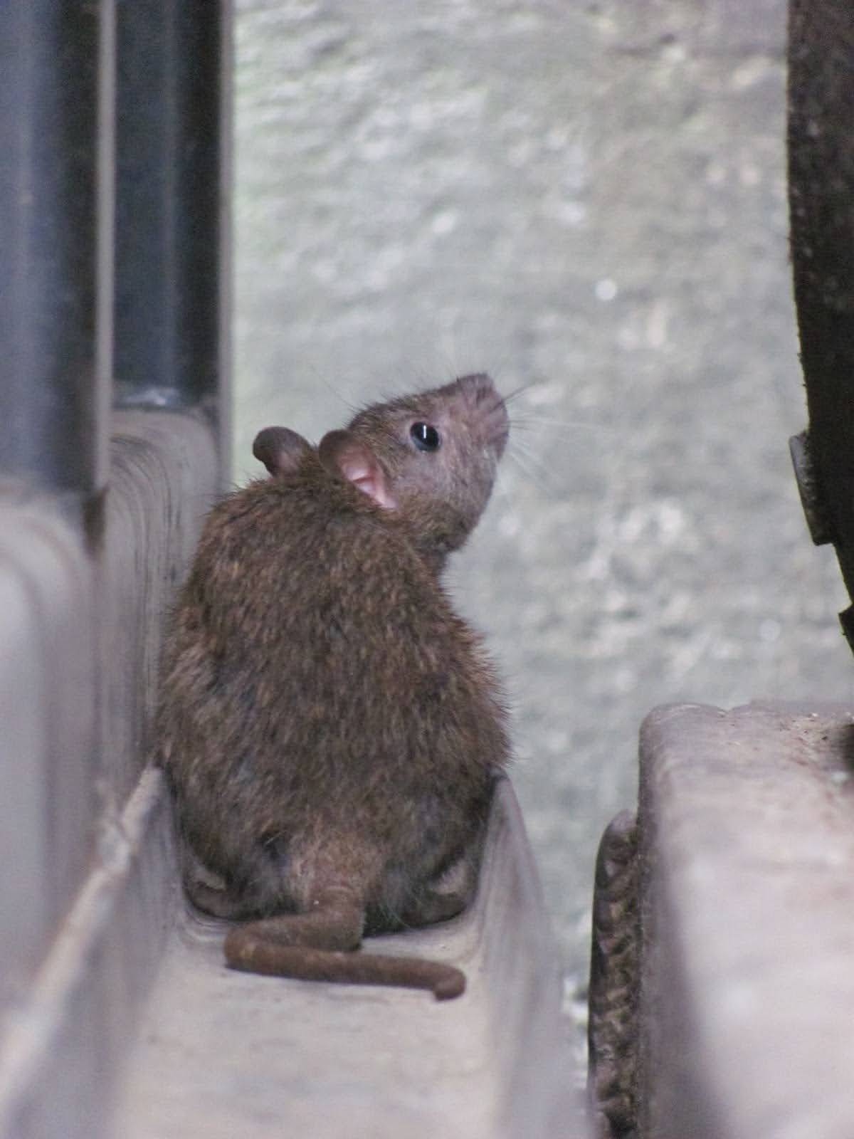 NoHarm Scents Launches Humane Pest Control for Families as Fall ...