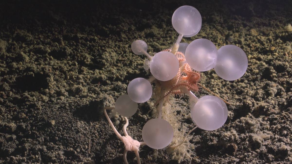Manella Sponge Carnivorous
